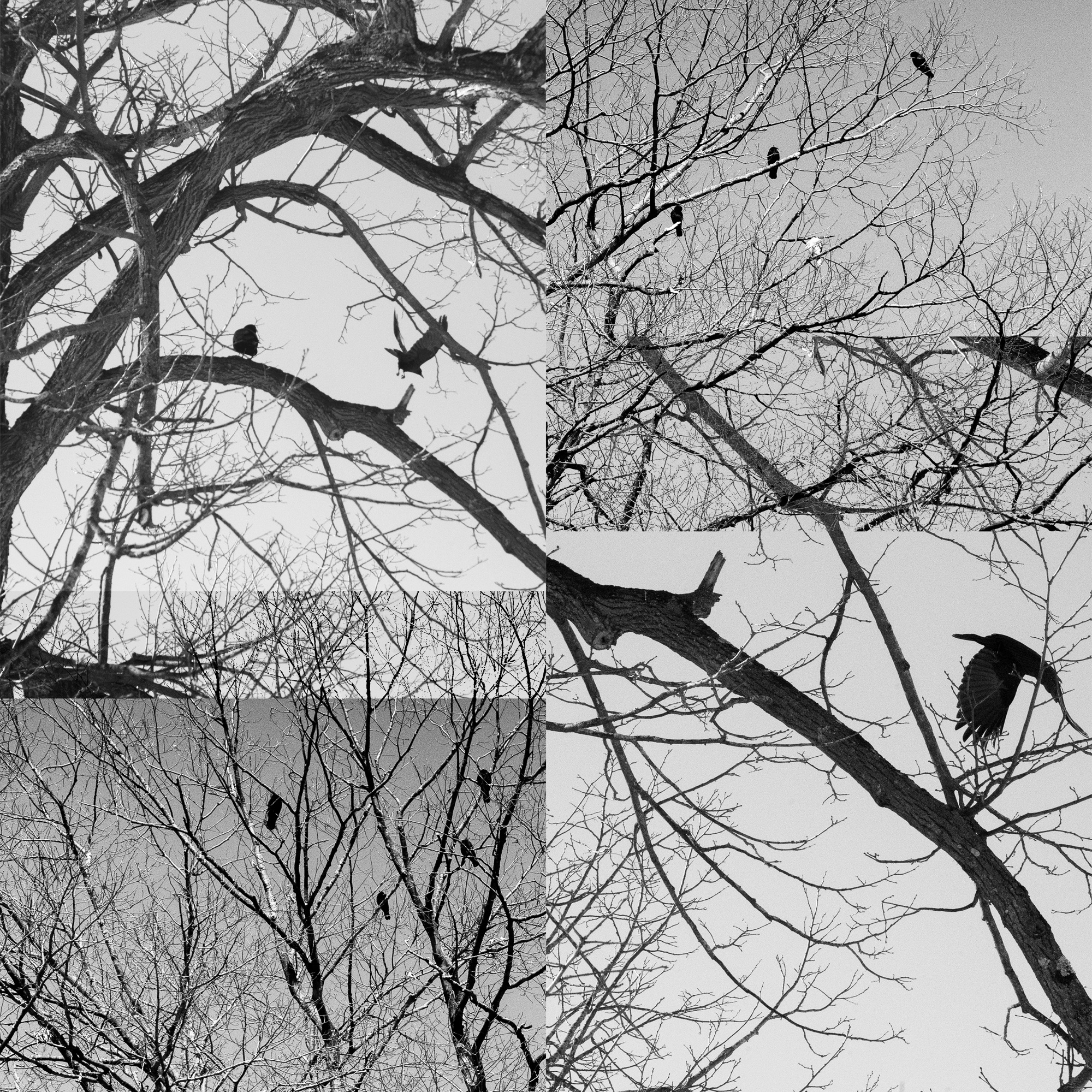 Black-and-white bare tree branches