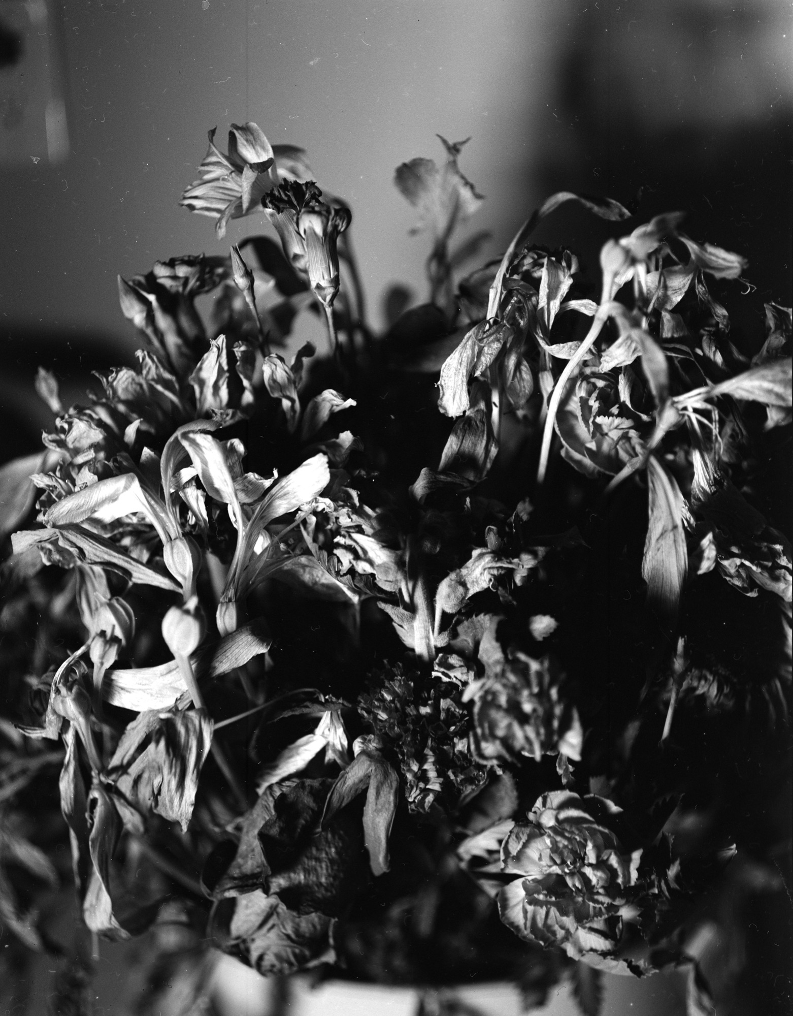 Black-and-white botanical study