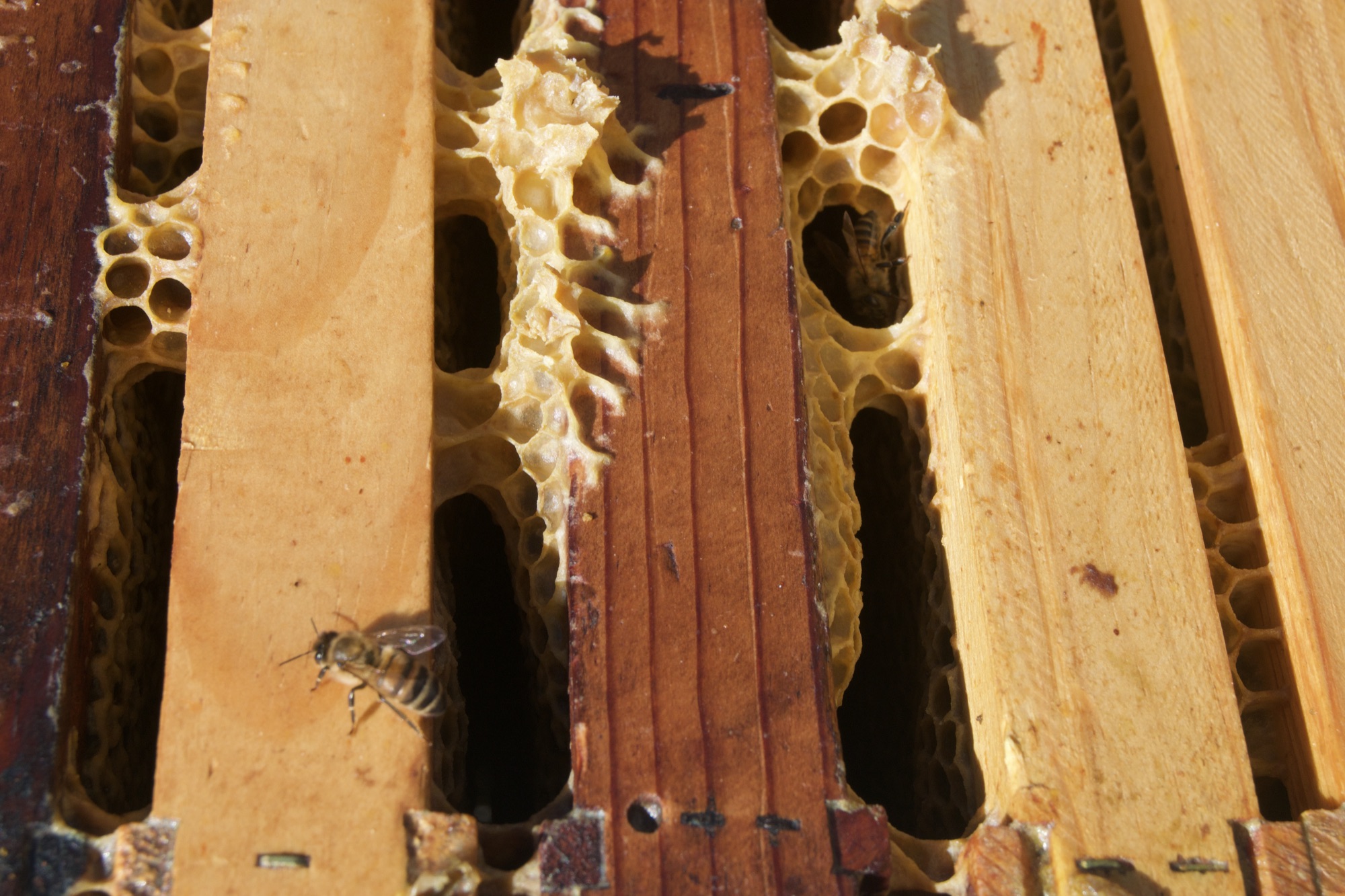 Beehive frame