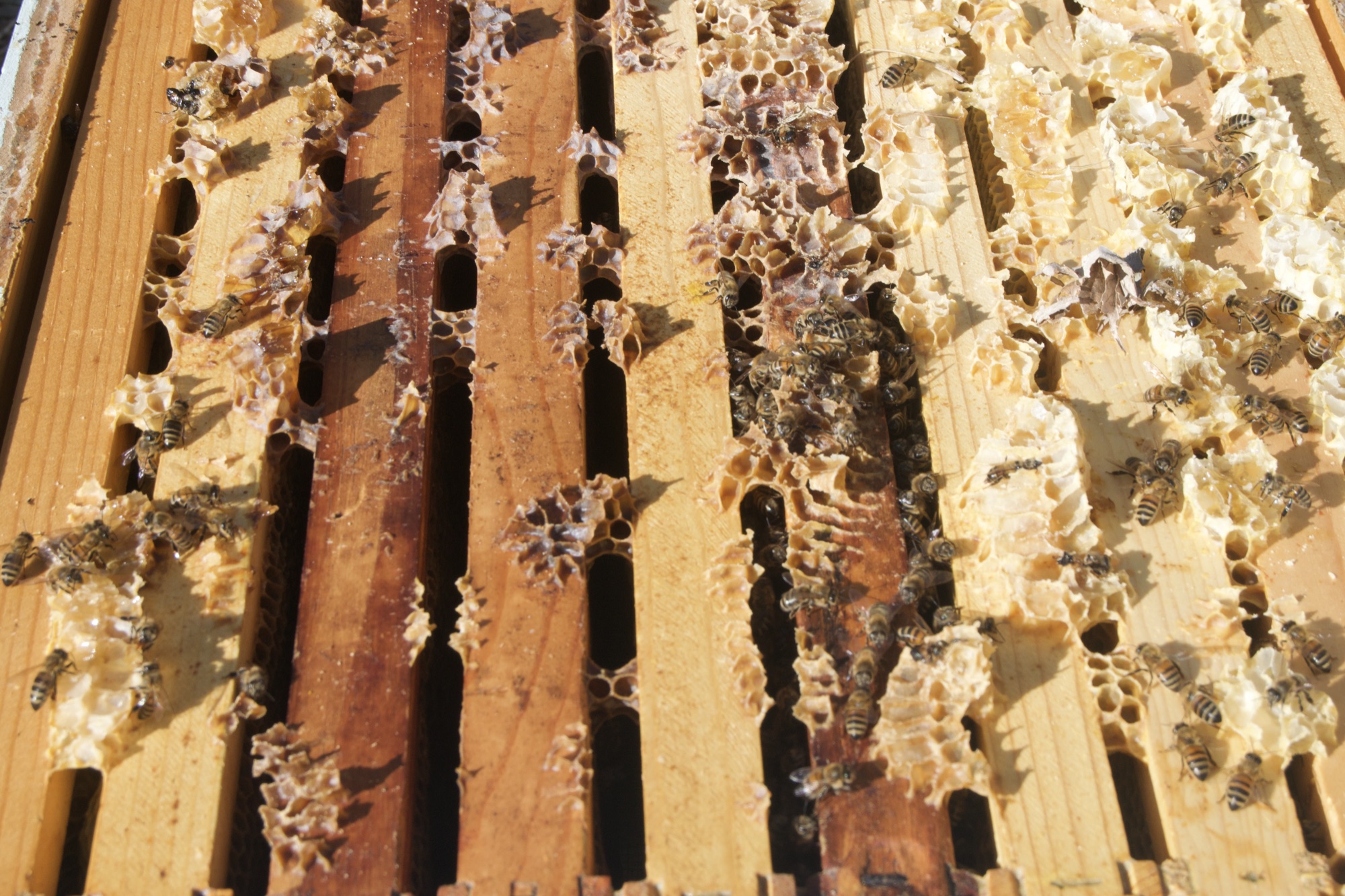 Beehive frame