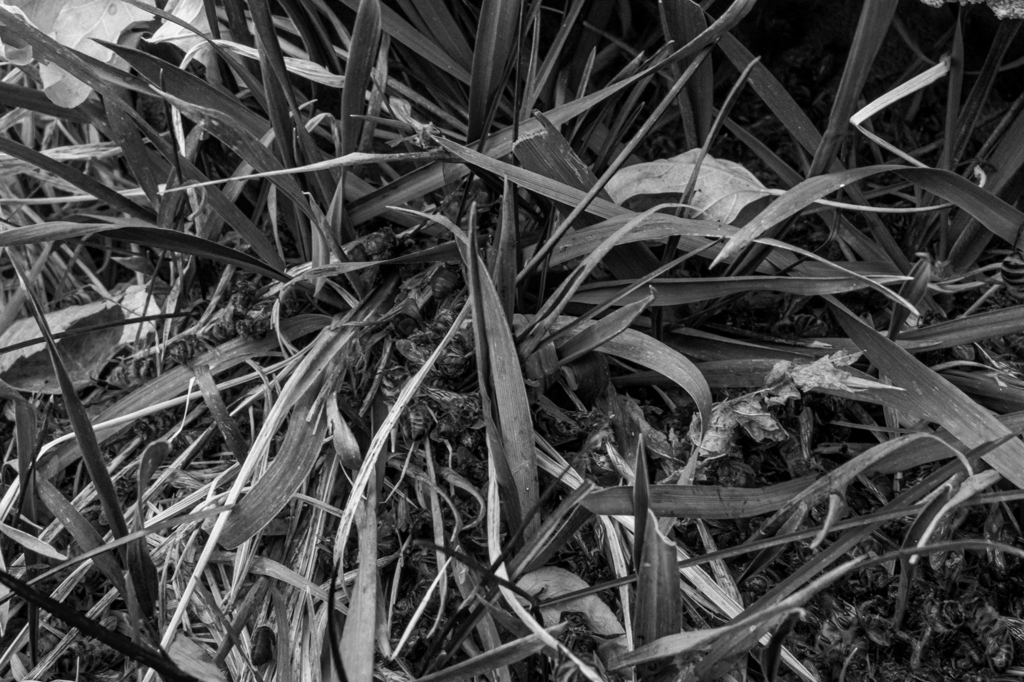 Grasses, black and white