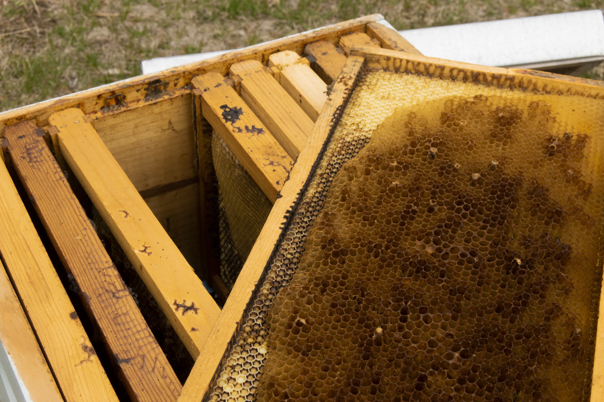 Beehive frame