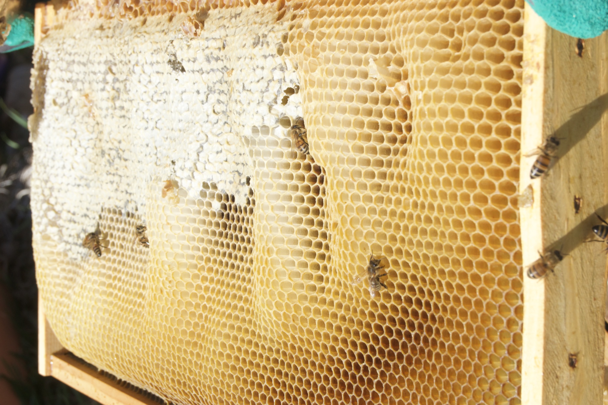 Honeycomb