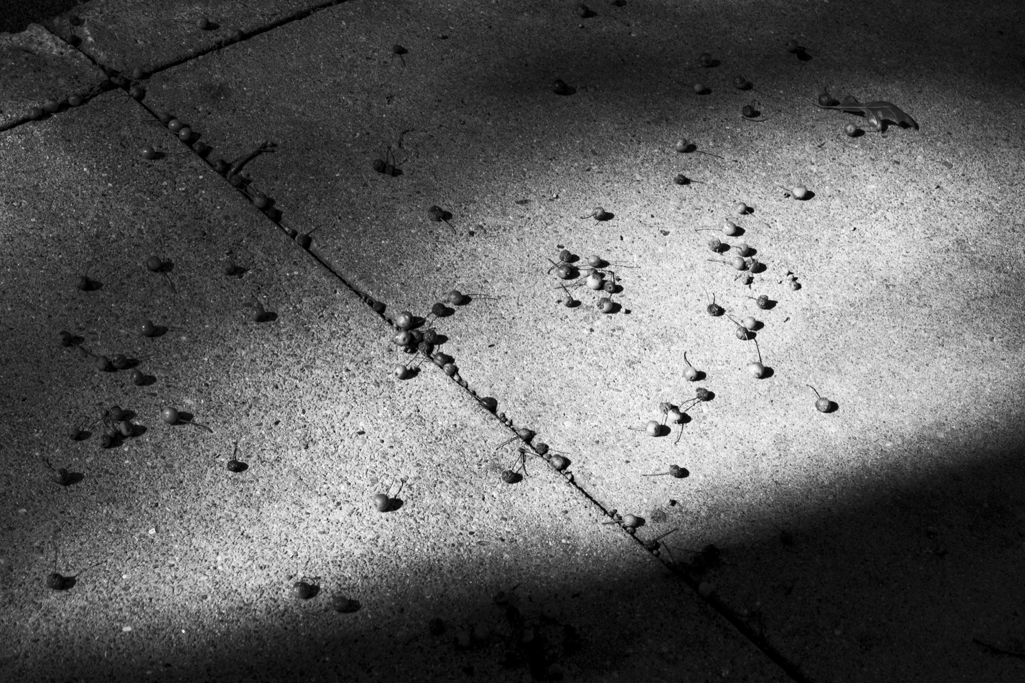 Bees on the ground