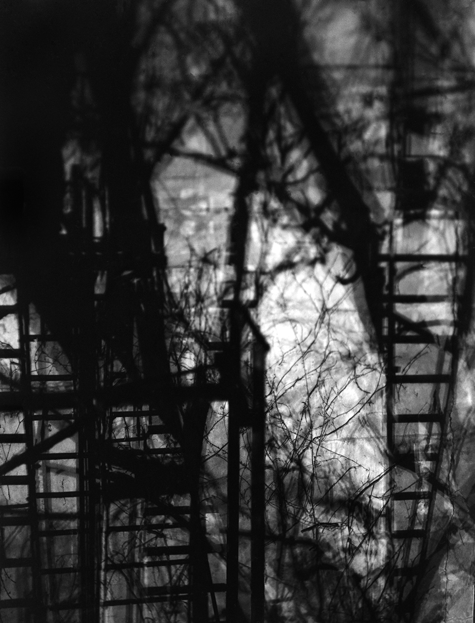 Bare trees, black and white
