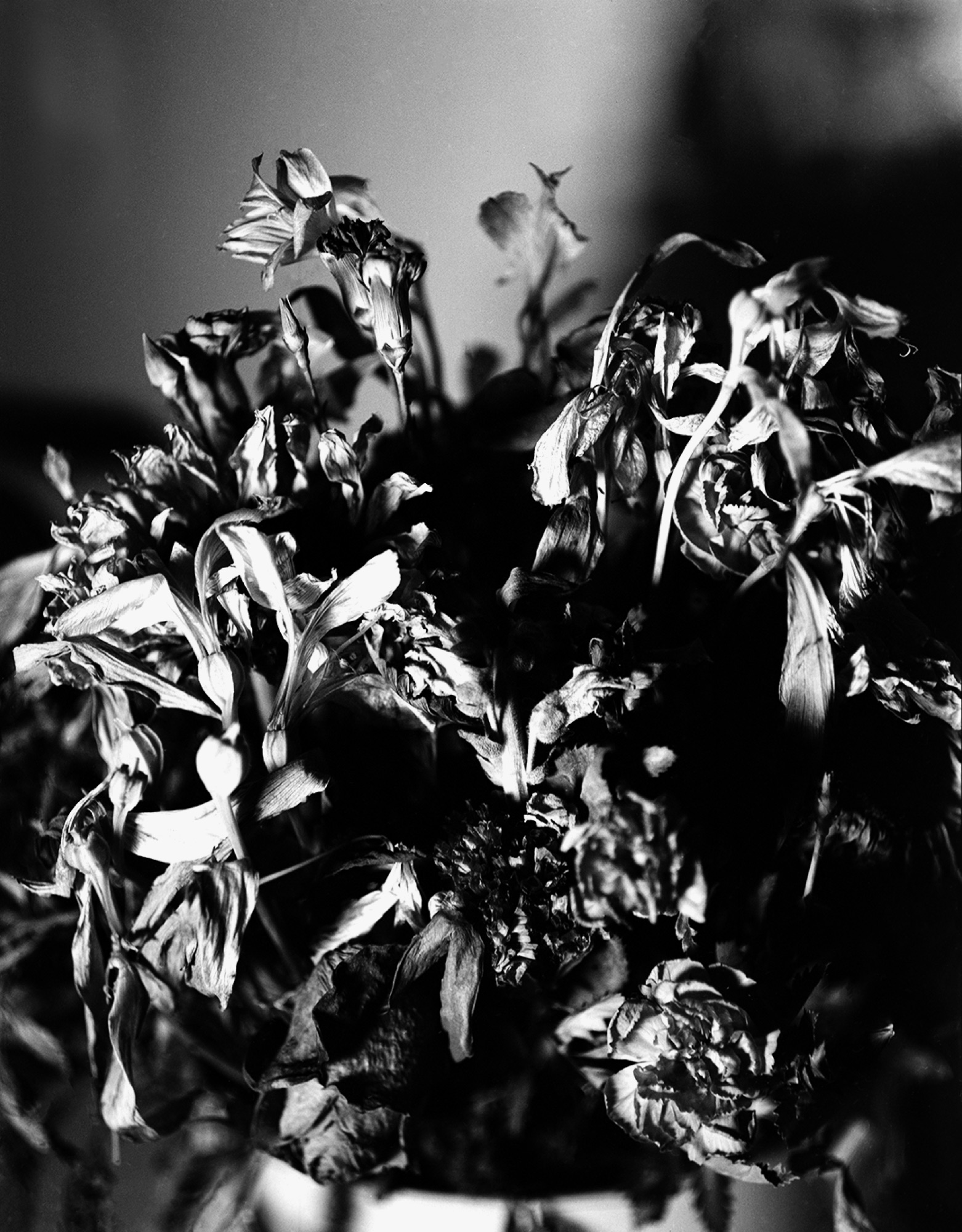 Botanical study, black and white