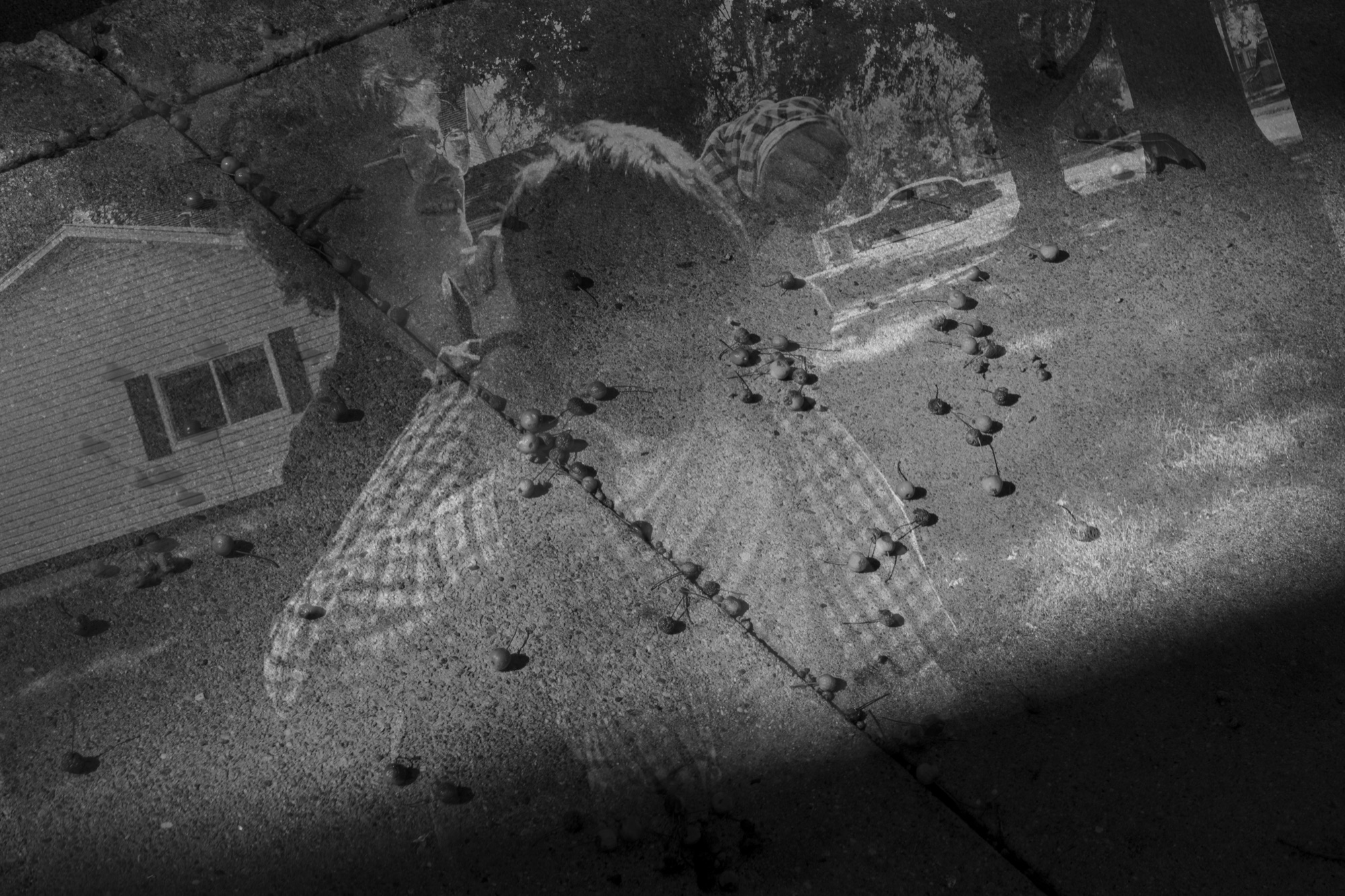 Bees on the ground